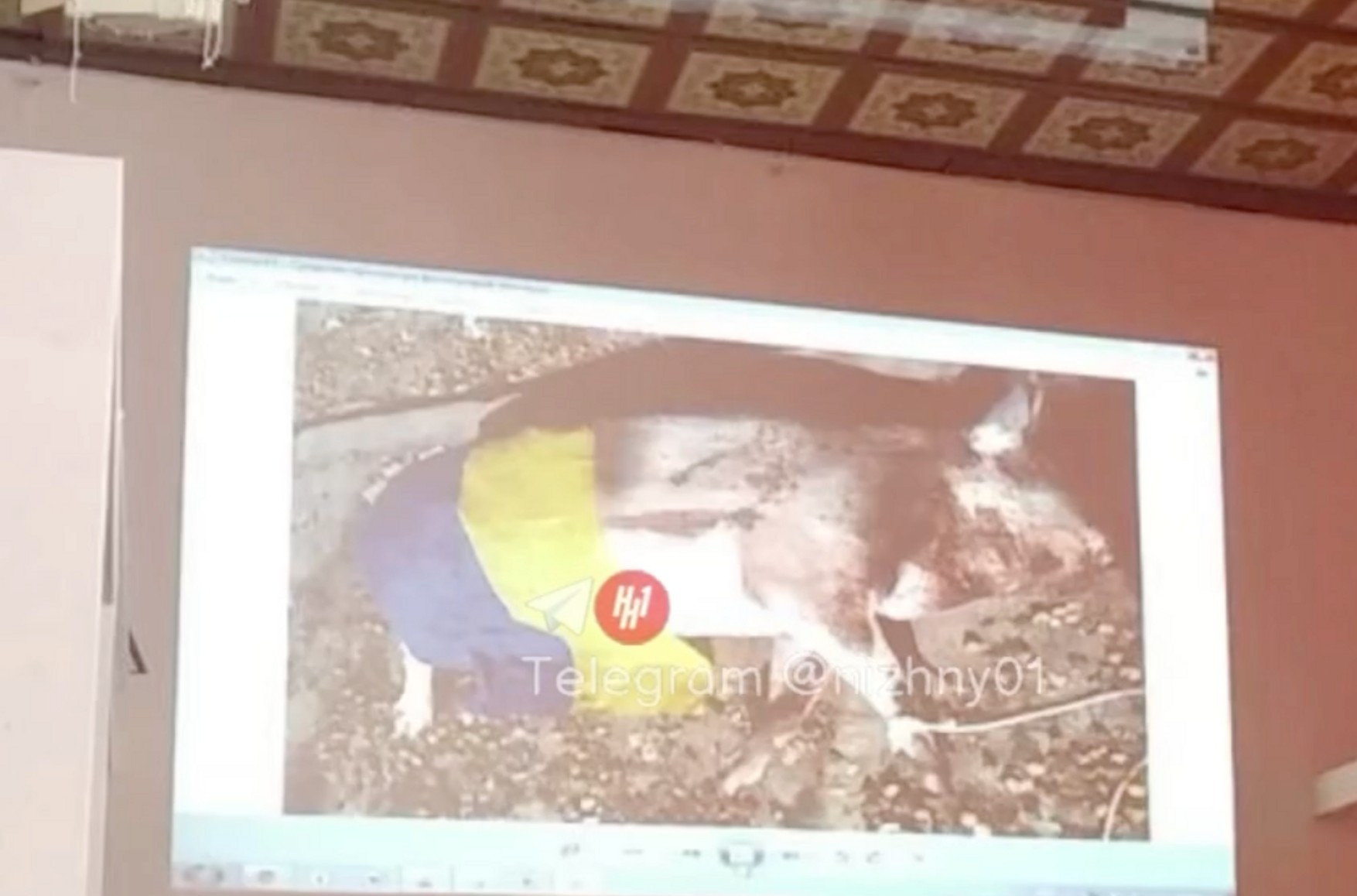 Фото трупа свиньи под флагом Украины показали студентам Нижегородского колледжа на «уроке мужества». Проводится проверка