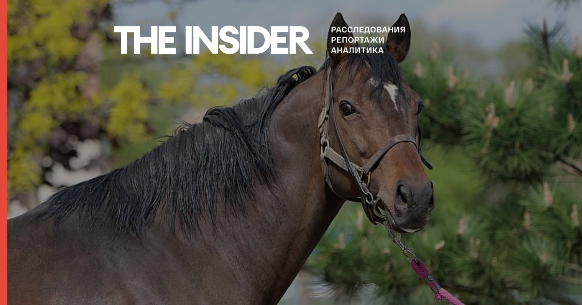 В Чехии украли лошадь за $18 тысяч, она принадлежит Кадырову, сообщают чешские СМИ